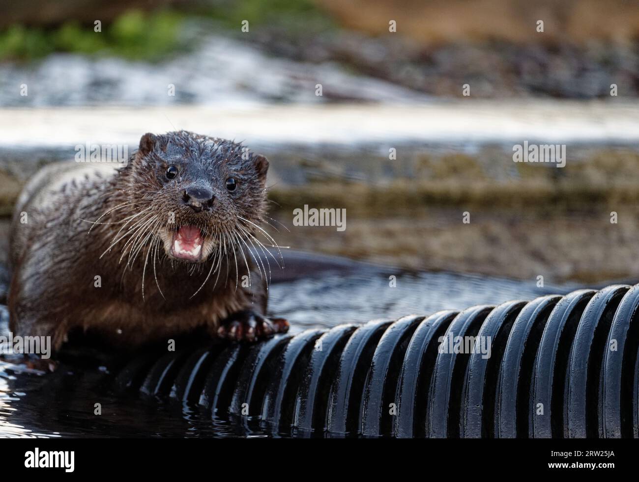 Loutre eurasienne (Lutra lutra) immature avec une fourrure humide. Banque D'Images