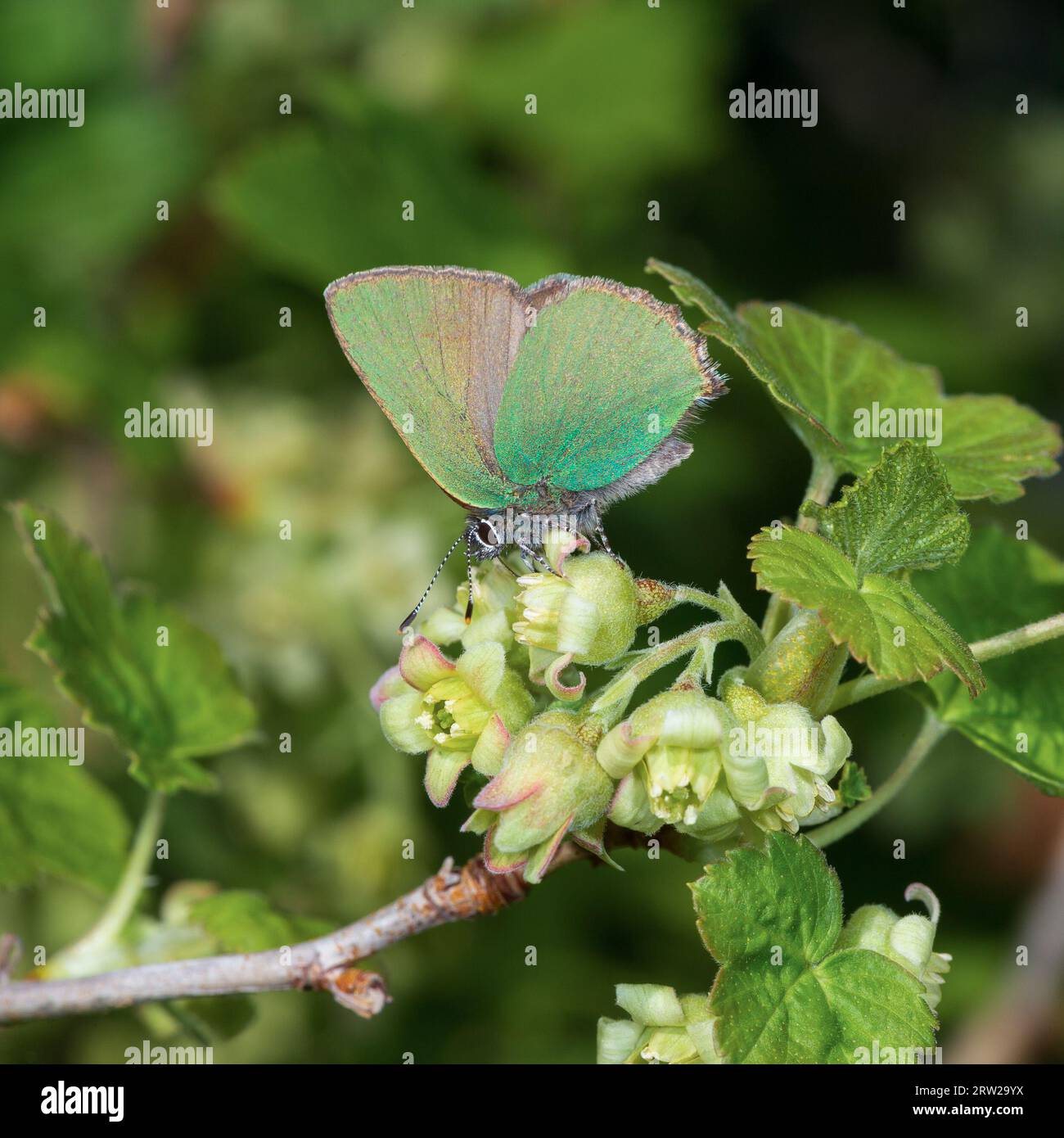 Papillon vert émeraude sur les fleurs de cassis. Macrophotographie. Banque D'Images
