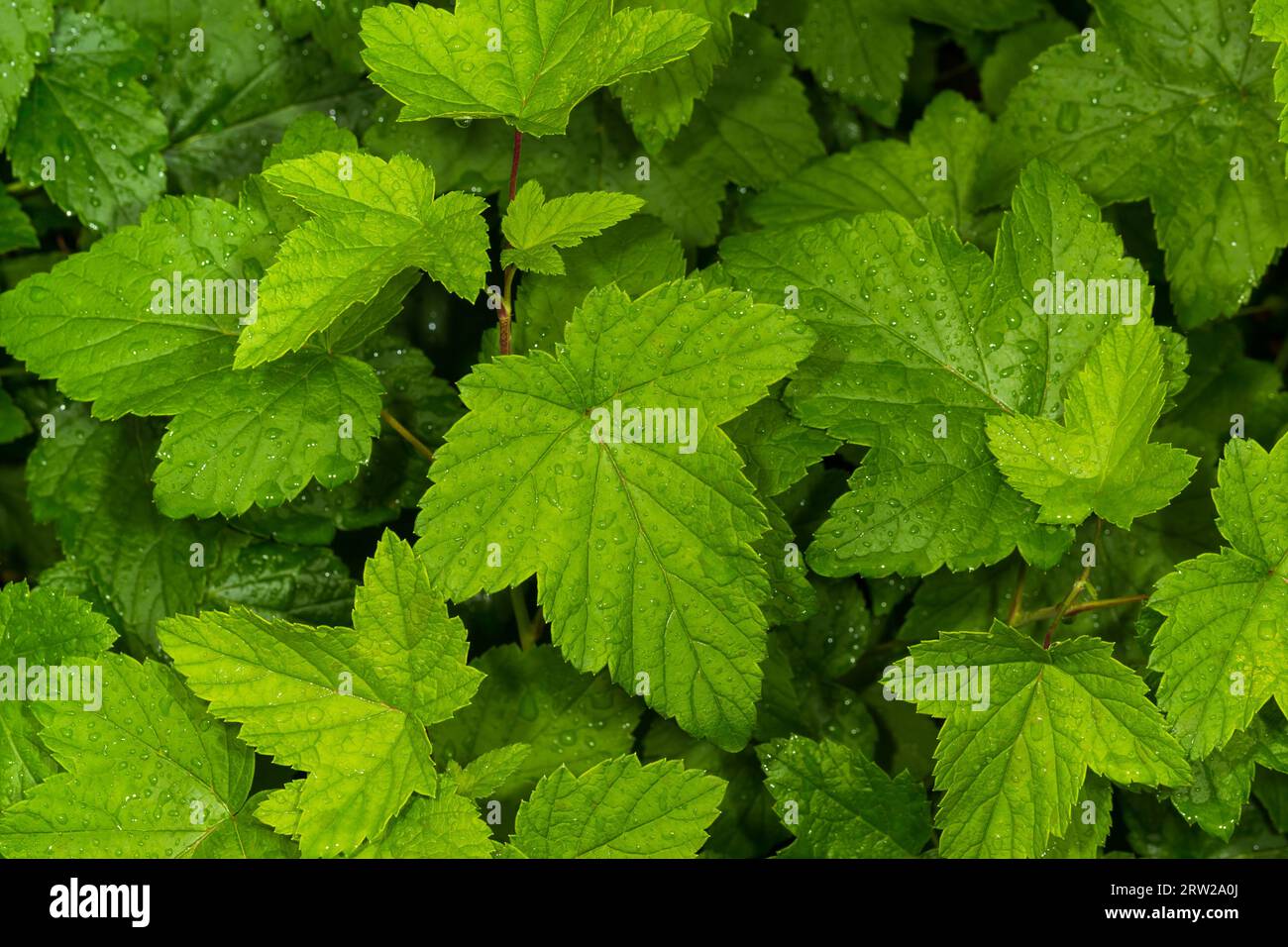 Feuilles de cassis avec gouttes de pluie, gros plan, vue de dessus Banque D'Images