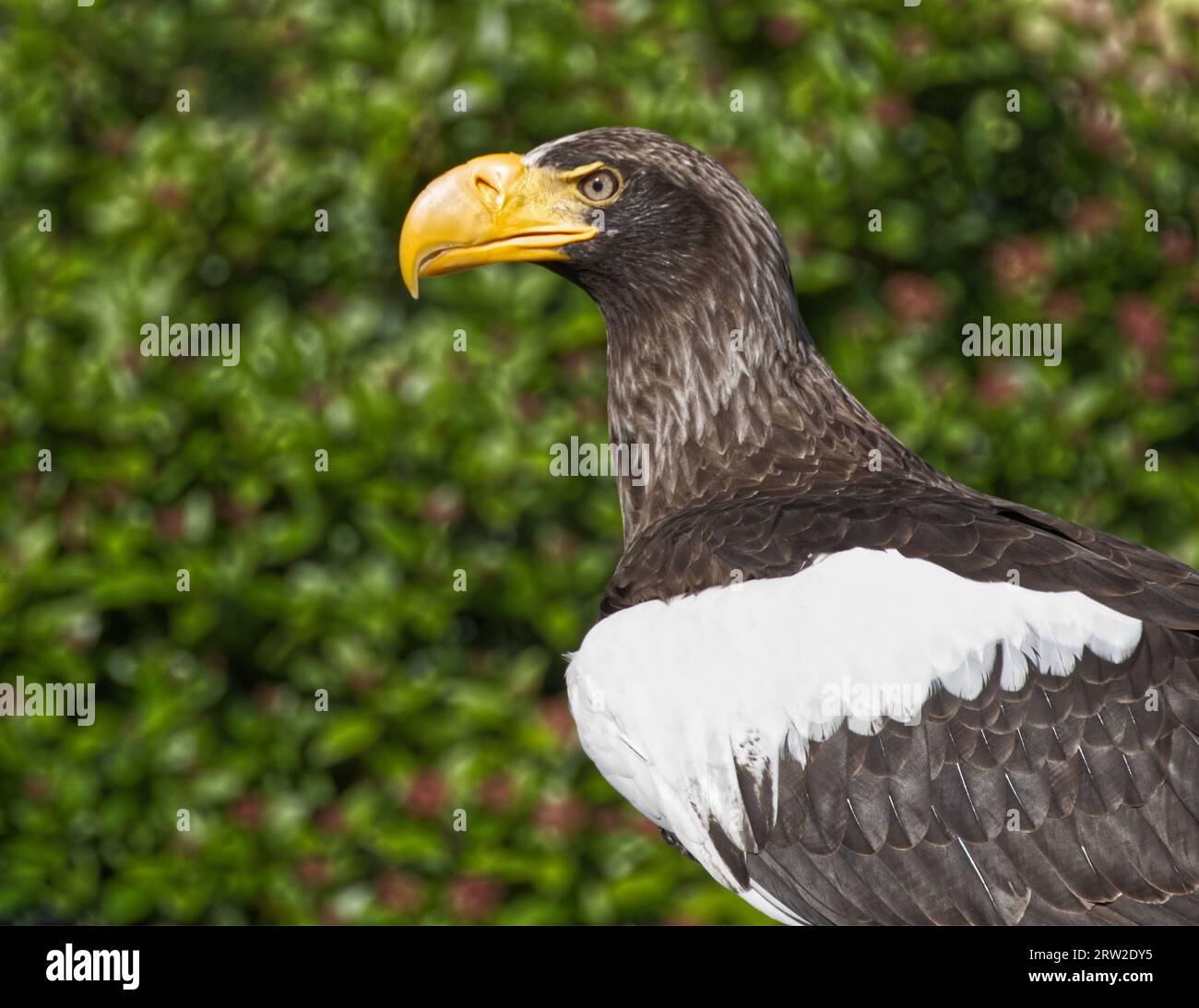 L'aigle de mer de Steller Banque D'Images