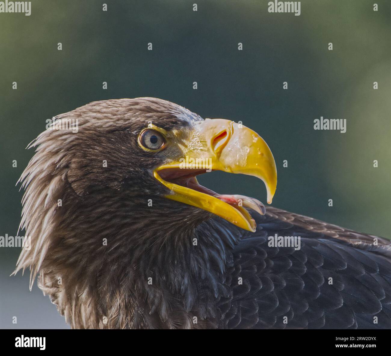 L'aigle de mer de Steller Banque D'Images