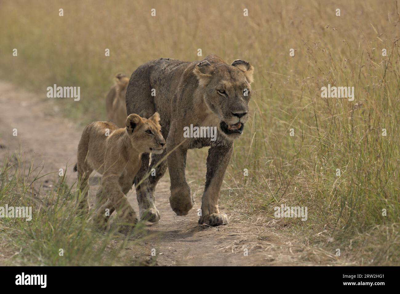 Mère lionne capture les petits et les guide vers le buffle chassé pour manger, Maasai Mara, Kenya, Afrique Banque D'Images