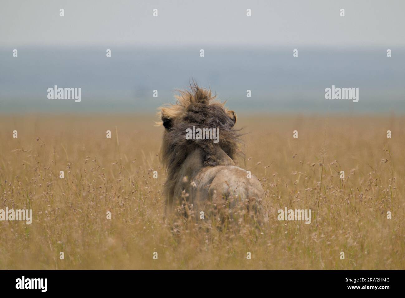 Lion mâle, Black Rock Boy Lorkulup, debout dans la savane à la recherche d'une future victime dans la savane de Maasai Mara, Kenya, Afrique Banque D'Images