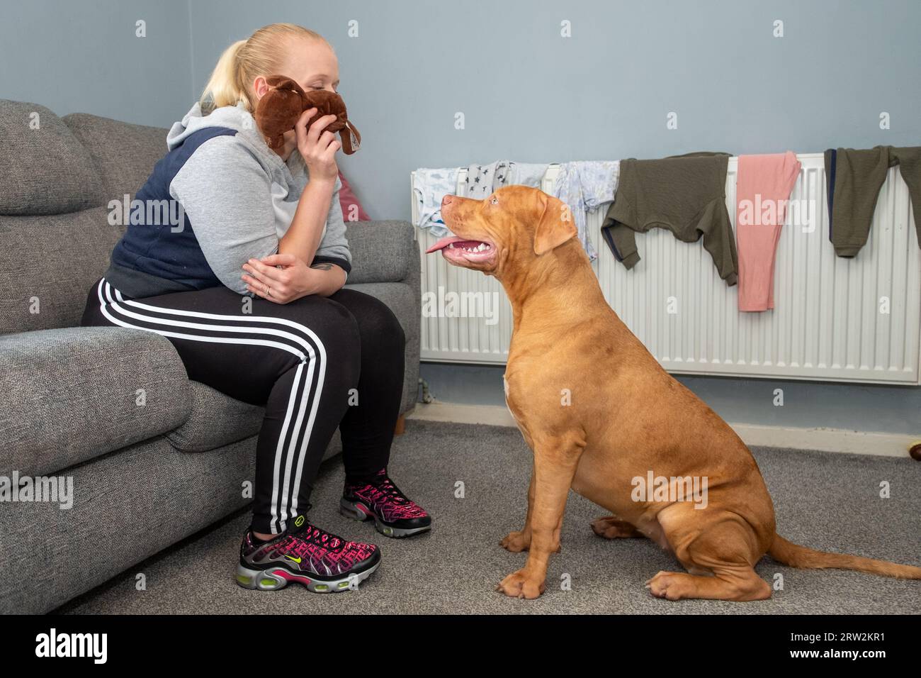 Chien Bully américain XL de 6 mois à la maison britannique Banque D'Images