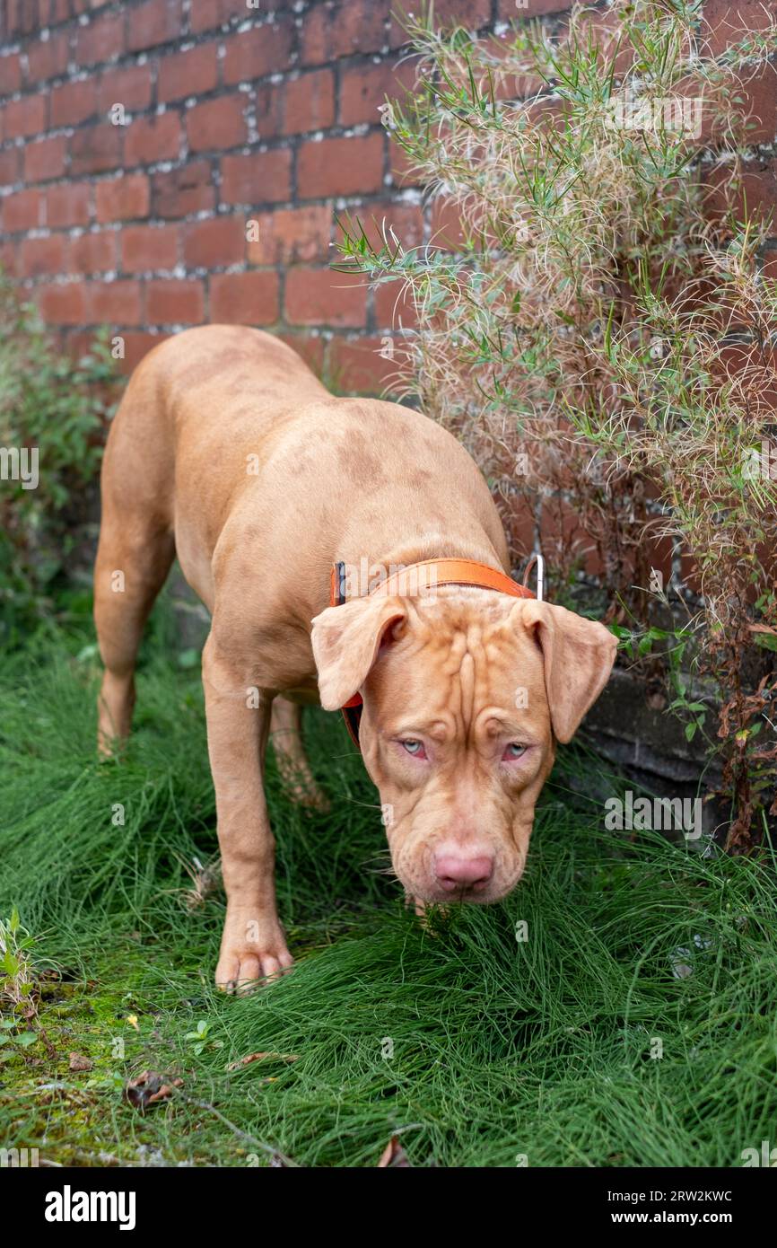 Chien Bully américain XL de 6 mois à la maison britannique Banque D'Images