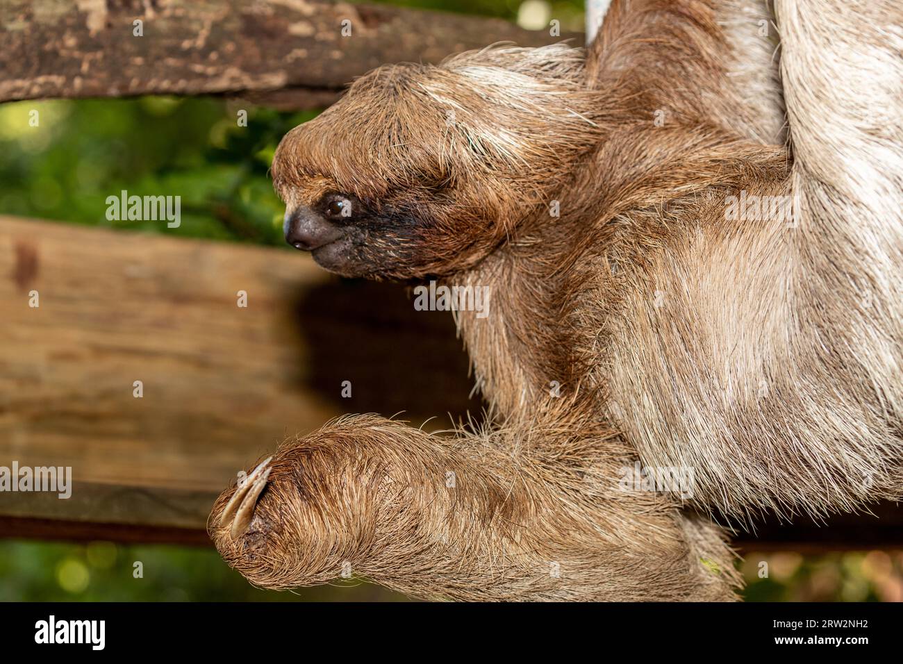 Honduras, Roatán, fente à deux doigts de Hoffmann (Choloepus hoffmanni) - Bradypus didactylus Banque D'Images