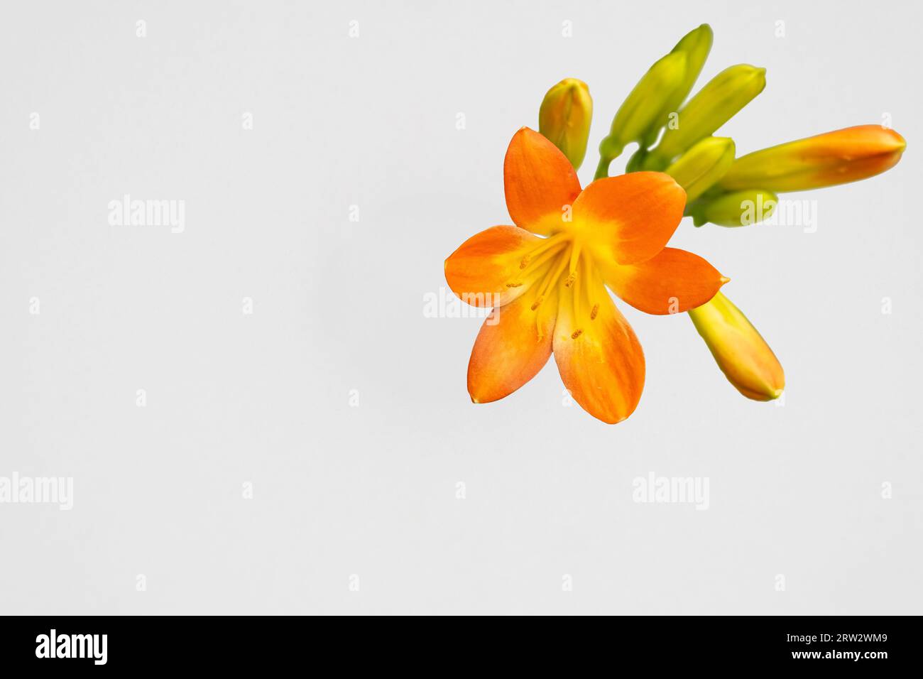 Une image rapprochée d'un Lys Natal (Clivia miniata), également connu sous le nom de Livie, isolé sur un fond blanc dans un jardin botanique. Il y a des s disponibles Banque D'Images Une image rapprochée d'un Lys Natal (Clivia miniata), également connu sous le nom de Livie, isolé sur un fond blanc dans un jardin botanique. Il y a des s disponibles Banque D'Images