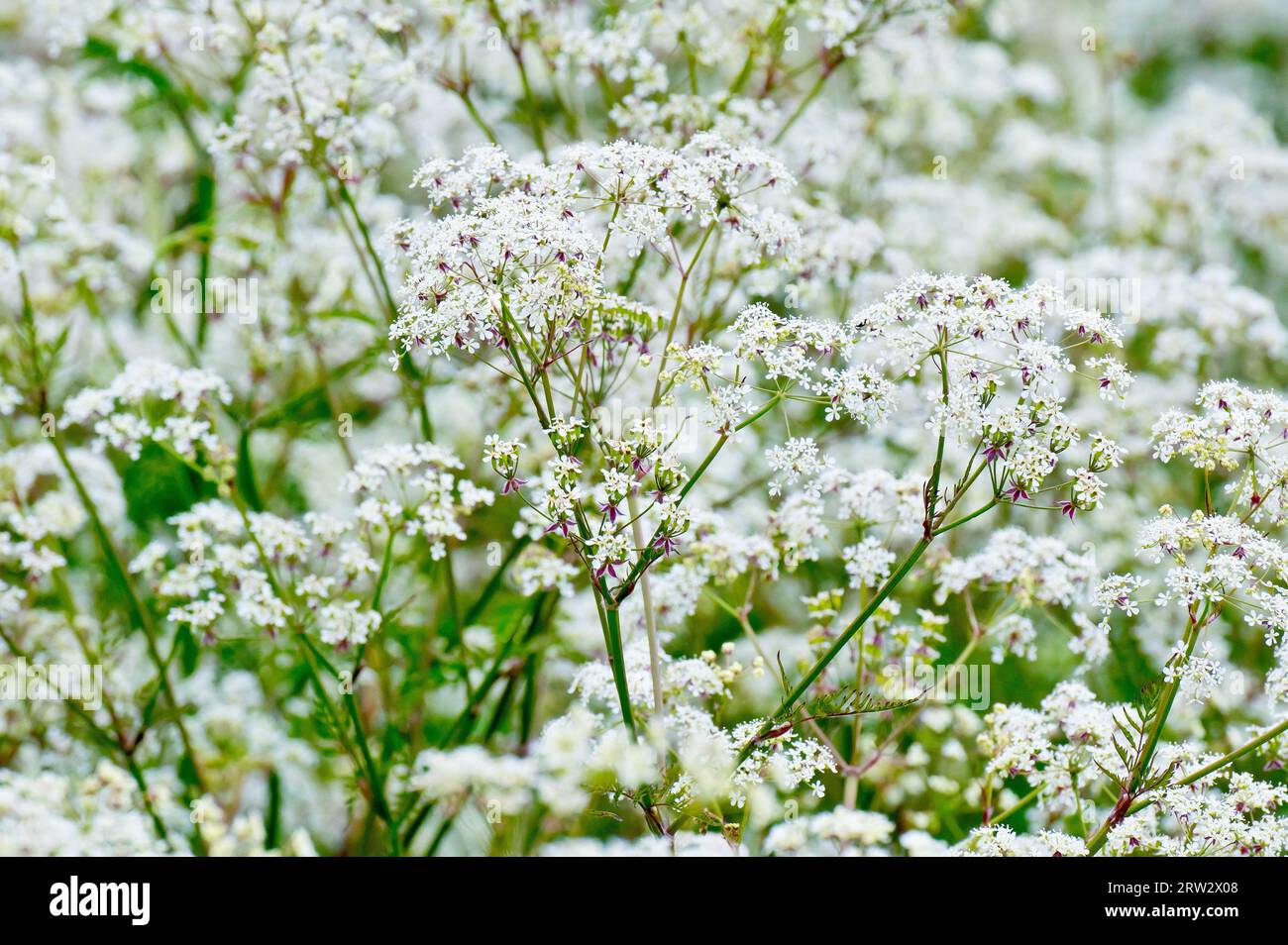 Persil de vache (anthriscus sylvestris), gros plan d'une masse de la route commune, hérisson et plante agricole en pleine fleur. Banque D'Images