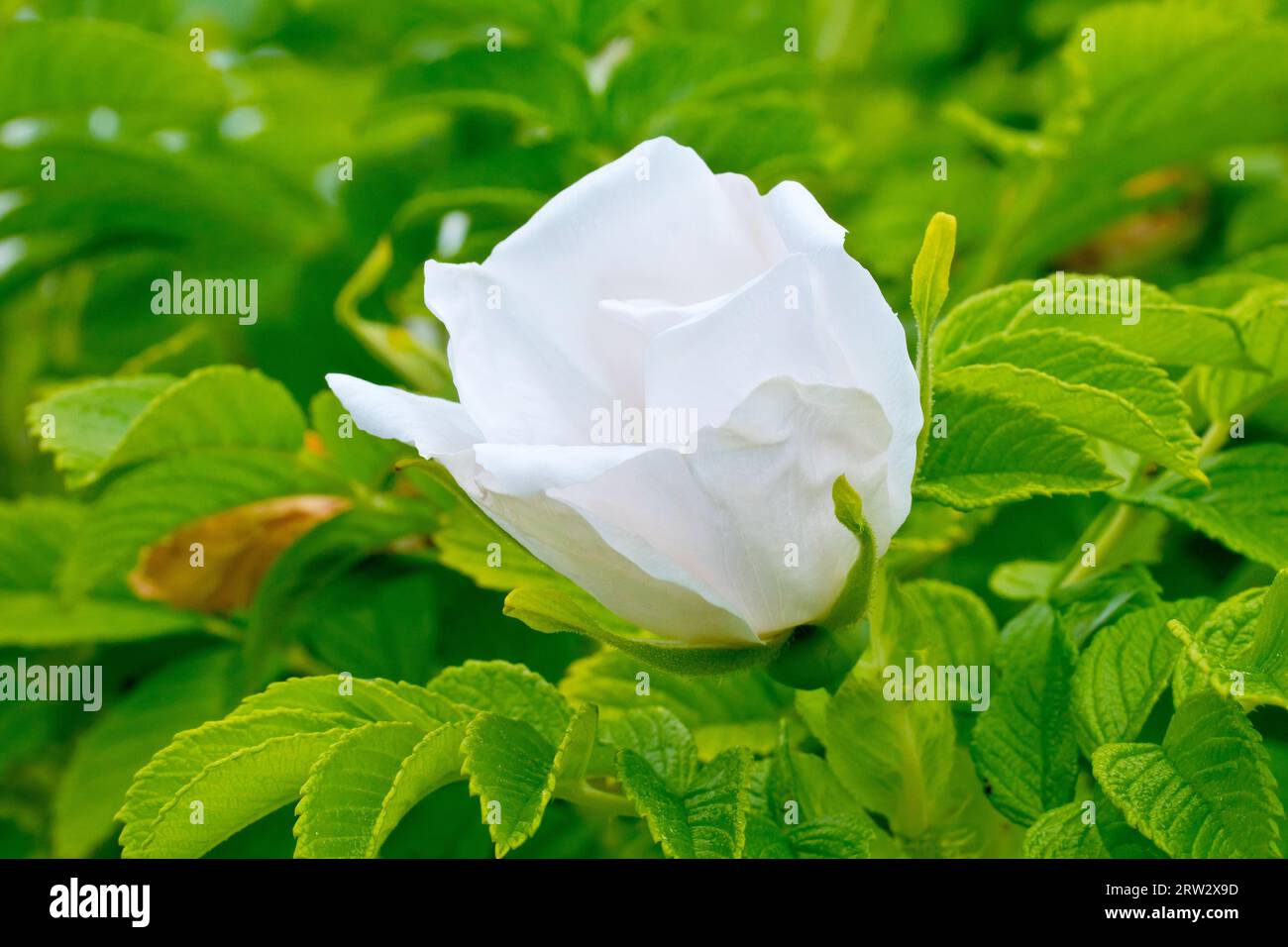 Rose sauvage ou Rose japonaise (rosa rugosa alba), gros plan montrant un bourgeon de rose partiellement ouvert de l'arbuste sauvage et couramment planté. Banque D'Images