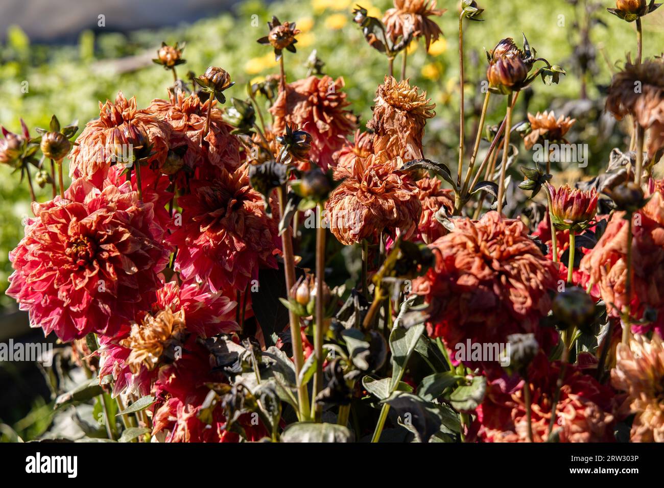 Dahlias mourant après un gel Banque D'Images