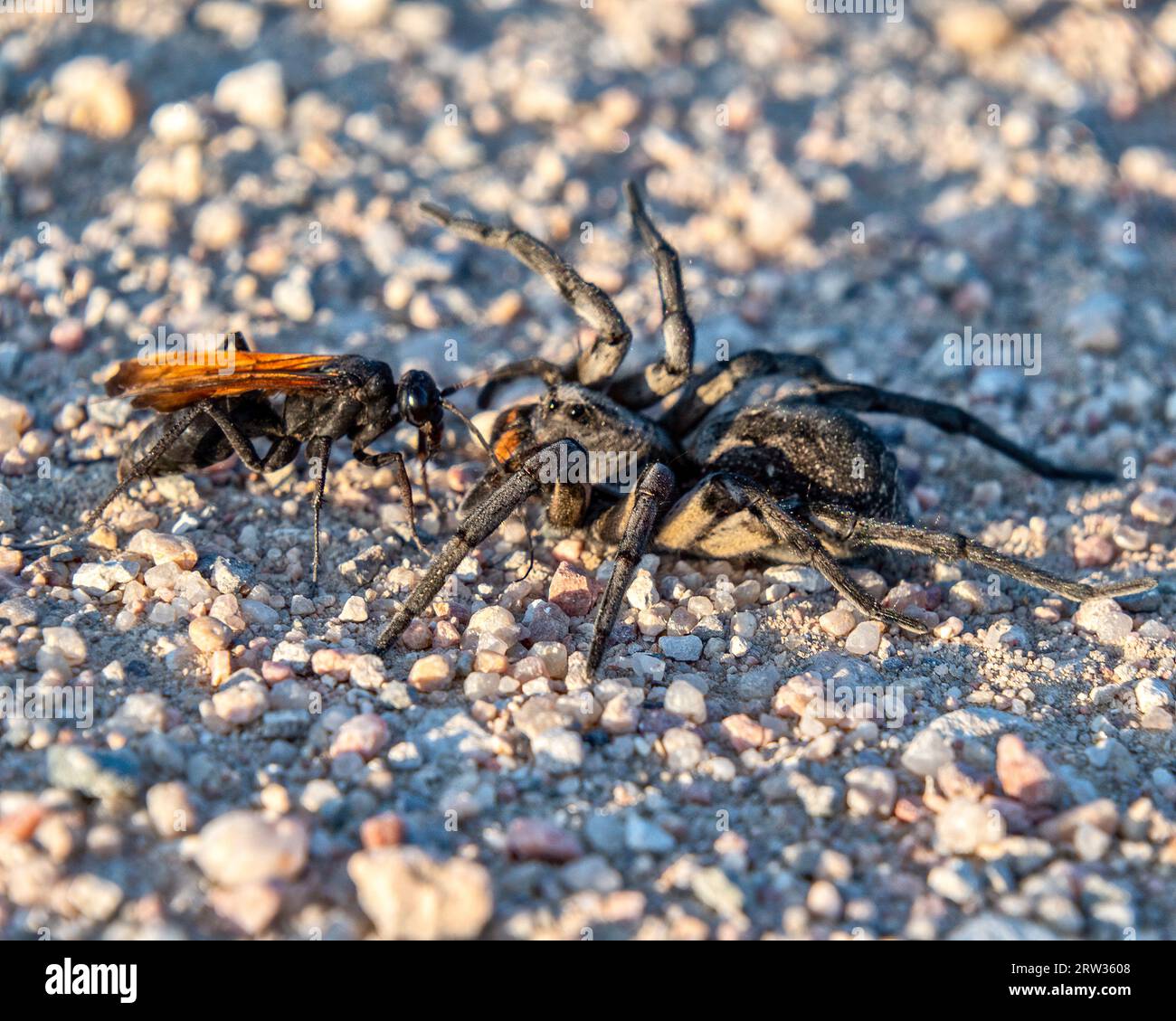 Guêpe de Tarantula-Hawk de Thisbe (Pepsis thisbe) attaquant et mangeant une araignée loup de Caroline (Hogna carolinensis) vue pendant l'automne d'accouplement mi Banque D'Images