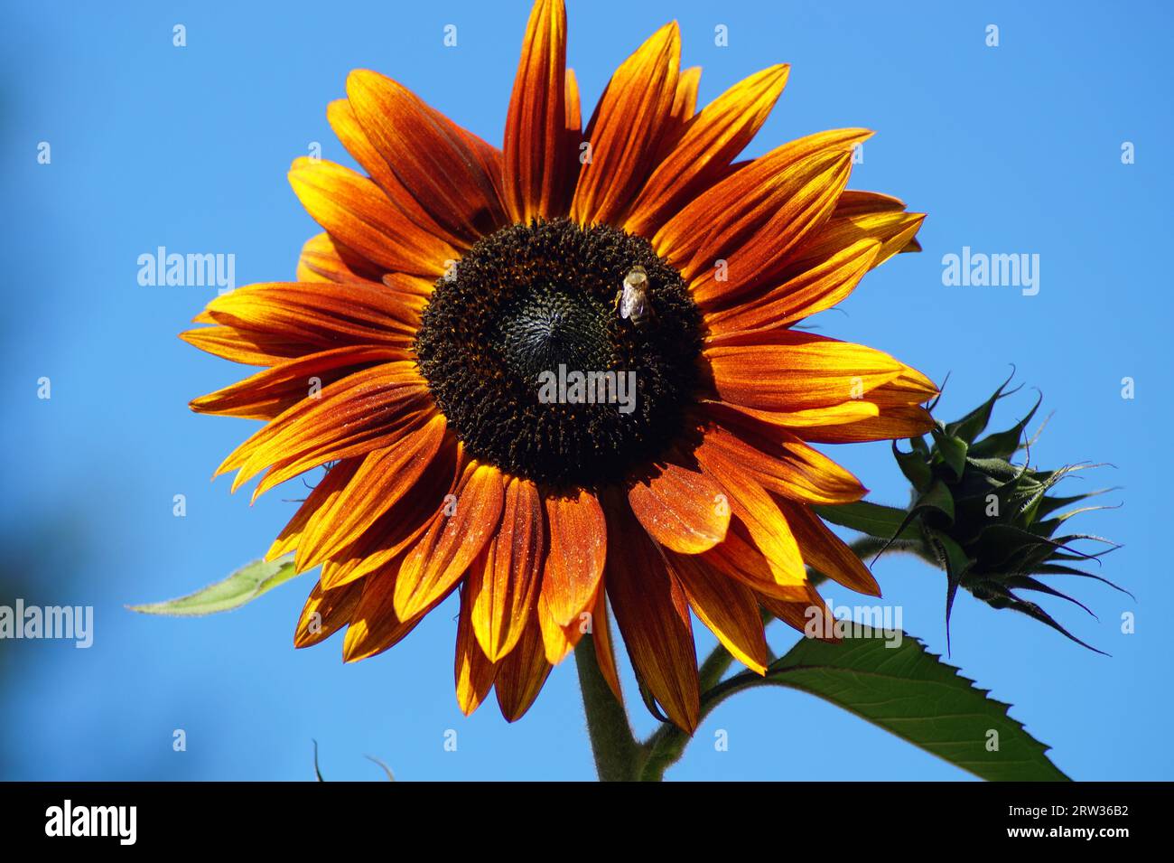 Fleur jaune-bronze du tournesol contre un ciel bleu et avec abeille Banque D'Images