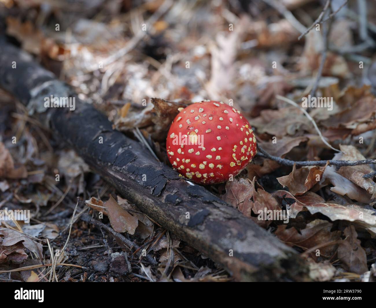 Un champignon agarique à la mouche (Amanita muscaria) poussant sur le sol de la forêt. Gros plan. Banque D'Images
