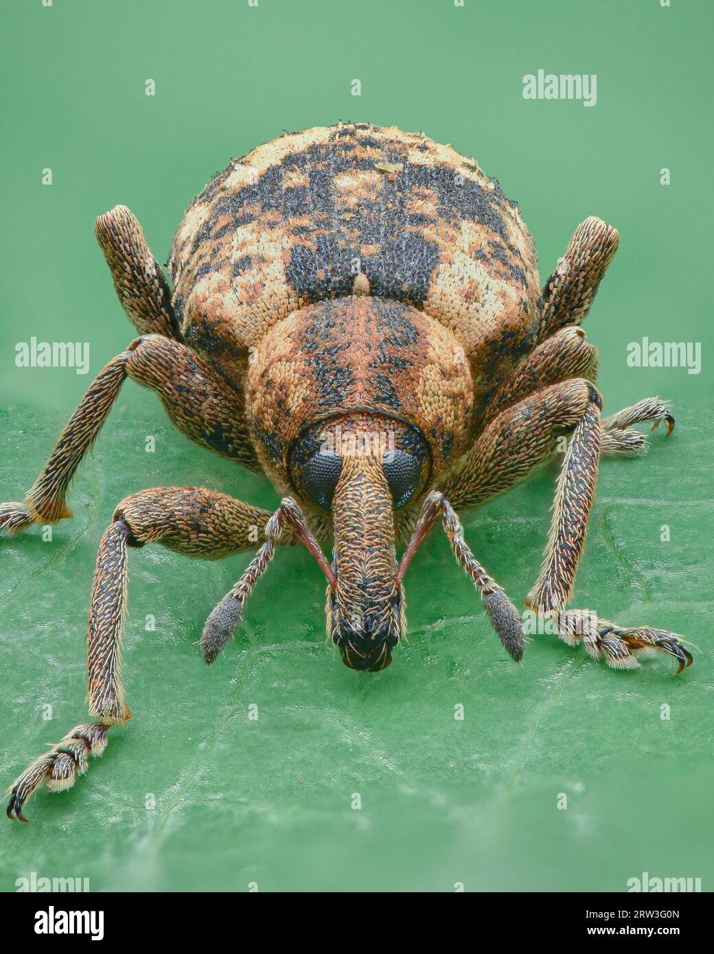 Portrait d'un charançon avec un motif brun et noir d'écailles, fond vert (Dock Hyper Weevil, Hypera rumicis) Banque D'Images