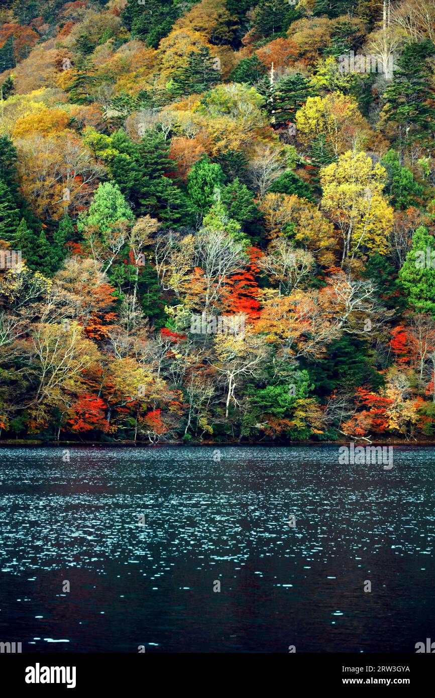 Le paysage de la belle automne laisse au Japon le paysage de Nikko Yunoko comme un tableau Banque D'Images