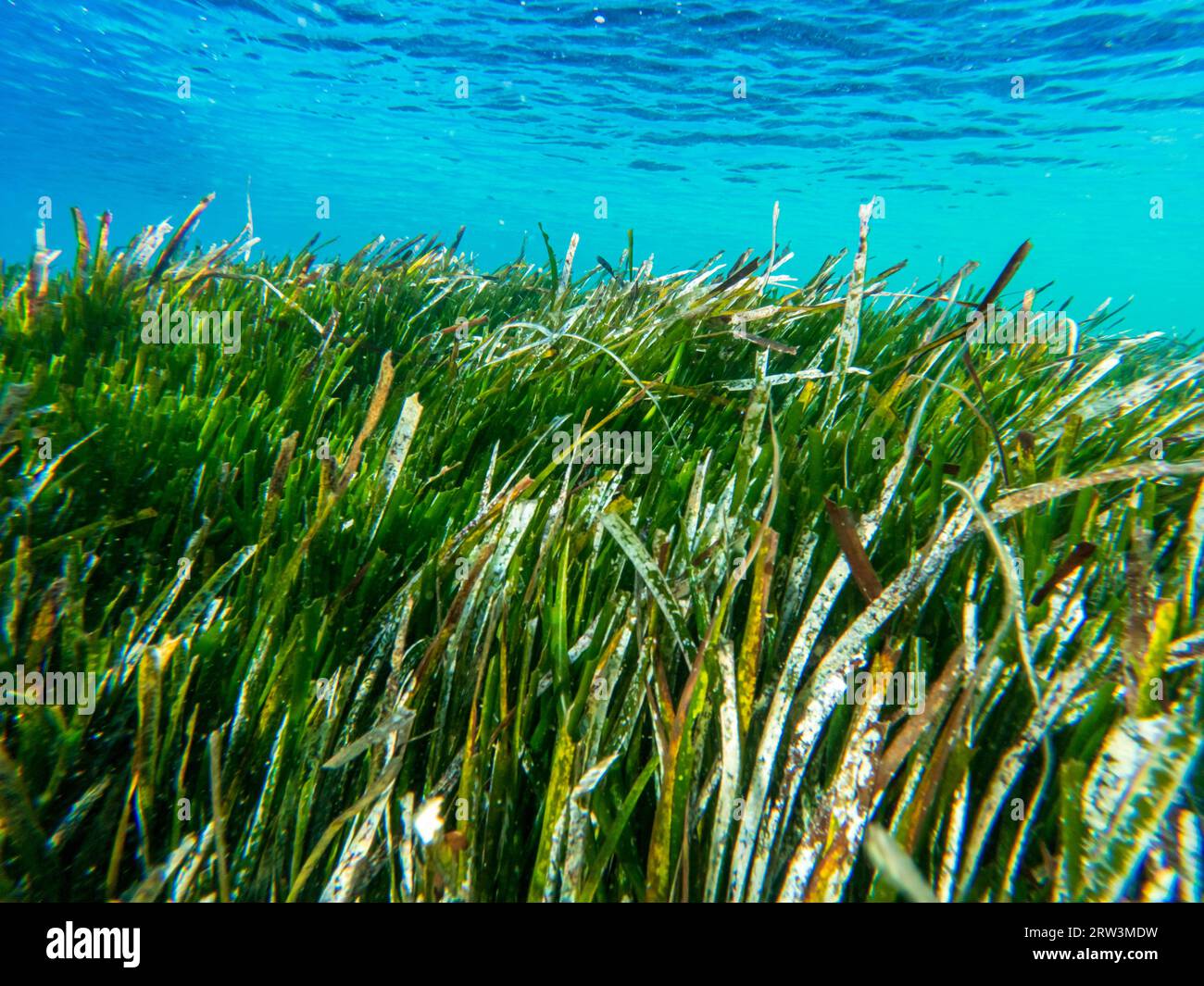 Vue sous-marine. Prairie d'herbiers marins dans la mer Égée. Gros plan Banque D'Images