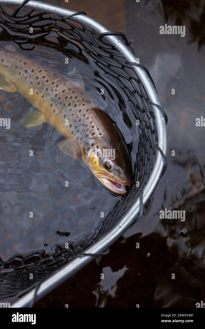 Truite brune dans un filet d'atterrissage dans un lac du nord du Minnesota Banque D'Images