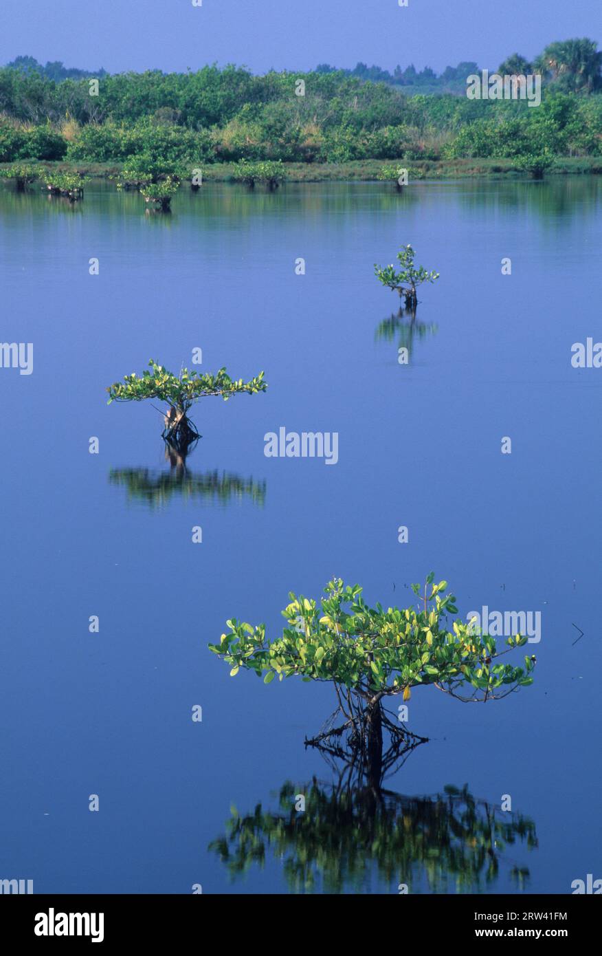 Réflexion de mangrove, Merritt Island National Wildlife refuge, Floride Banque D'Images