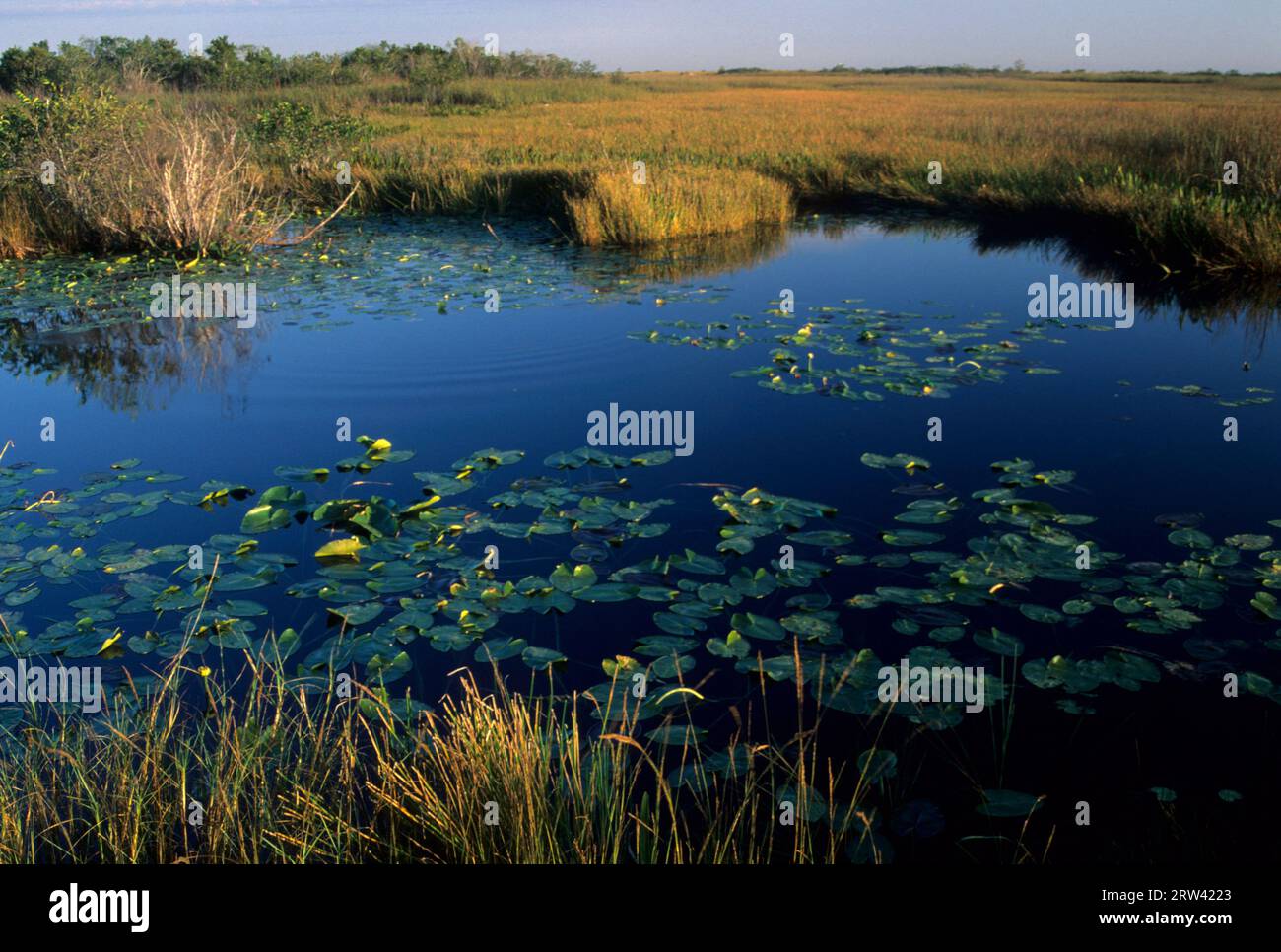 Marais le long d'Anhinga Trail, parc national des Everglades, Floride Banque D'Images