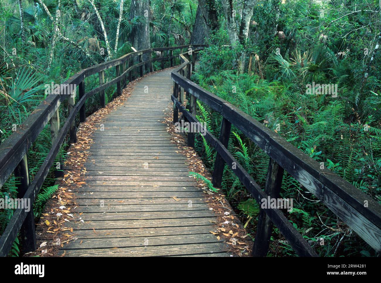 Promenade de Big Cypress Bend, réserve d'État de Fakahatchee Strand, Floride Banque D'Images