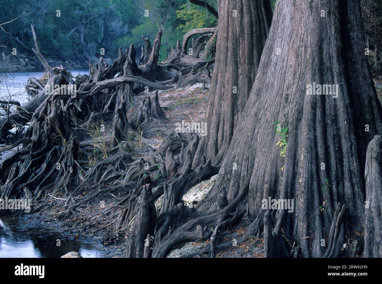 Cypress le long de la rivière Suwannee, Suwannee River State Park, Floride Banque D'Images