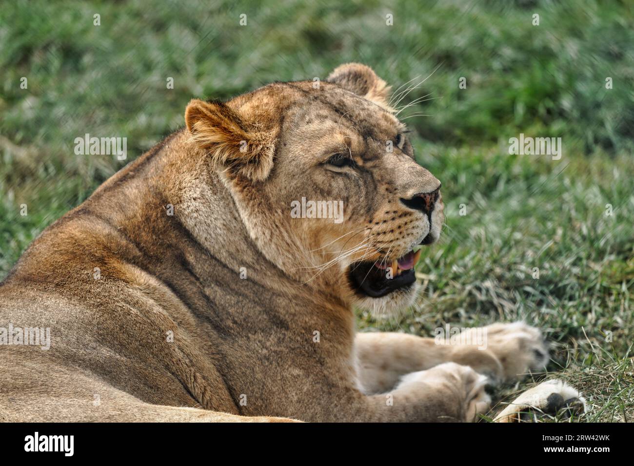 Lion femelle dans un zoo sanctuaire. Banque D'Images