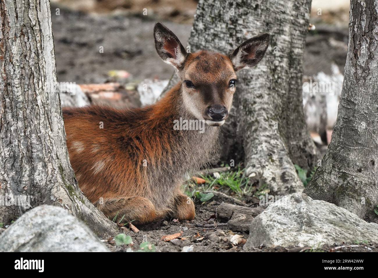 Cerf reposant dans un parc préservé. Banque D'Images