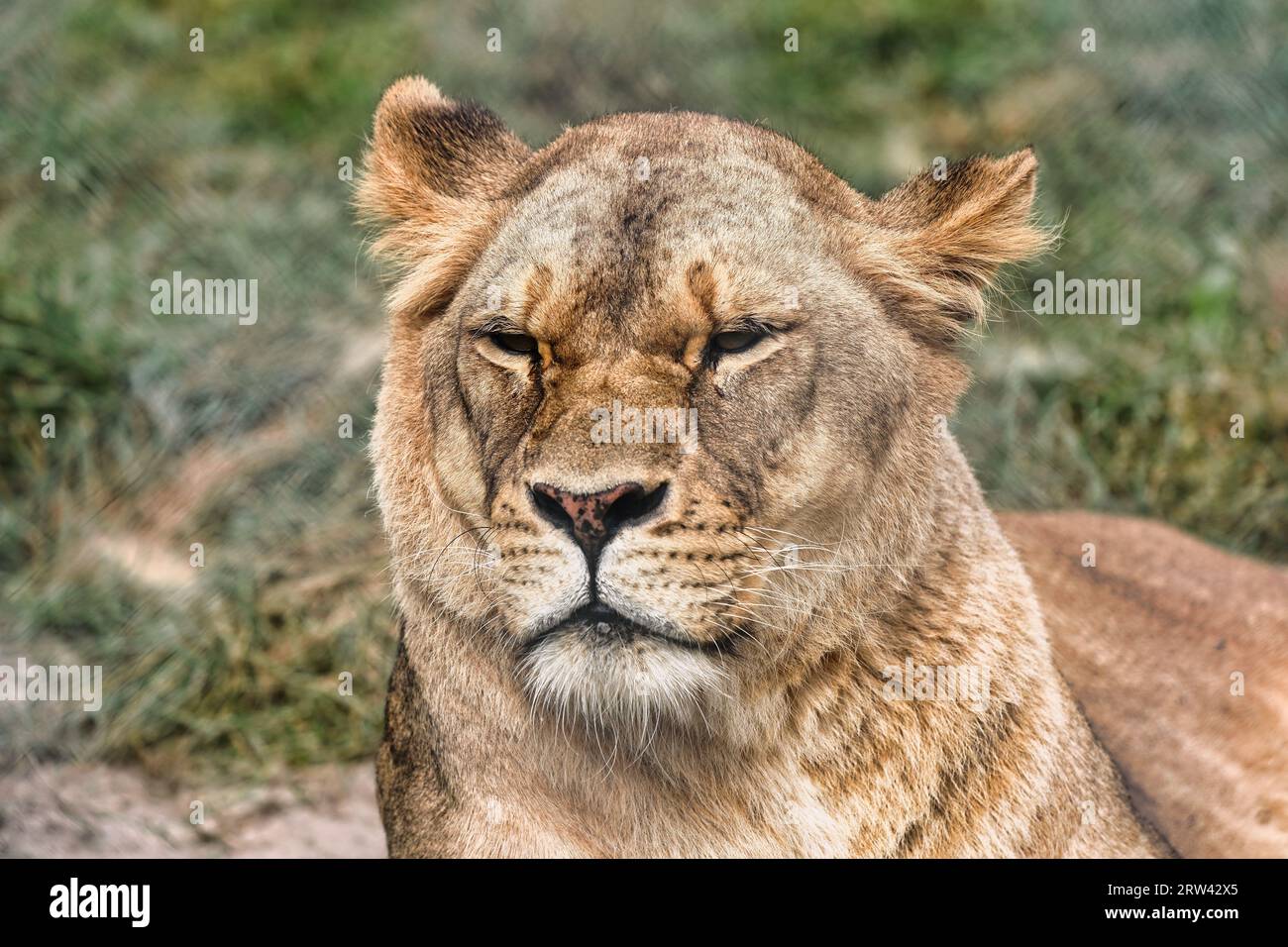 Lion femelle dans un zoo sanctuaire. Banque D'Images