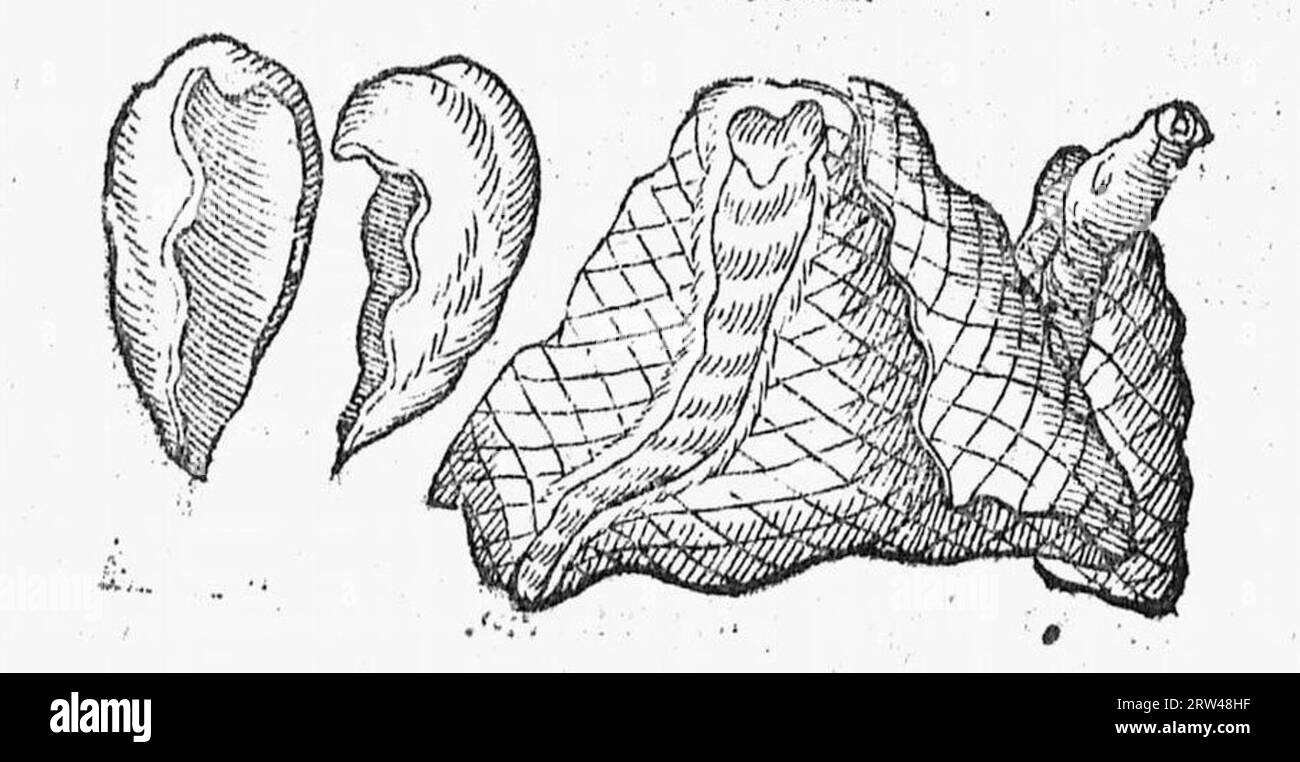 De naturae diuinis charactermis seu Raris et admirandis spectaculis, causis, indiciis, proprietatibus rerum in partibus singulis universi, libri II Banque D'Images