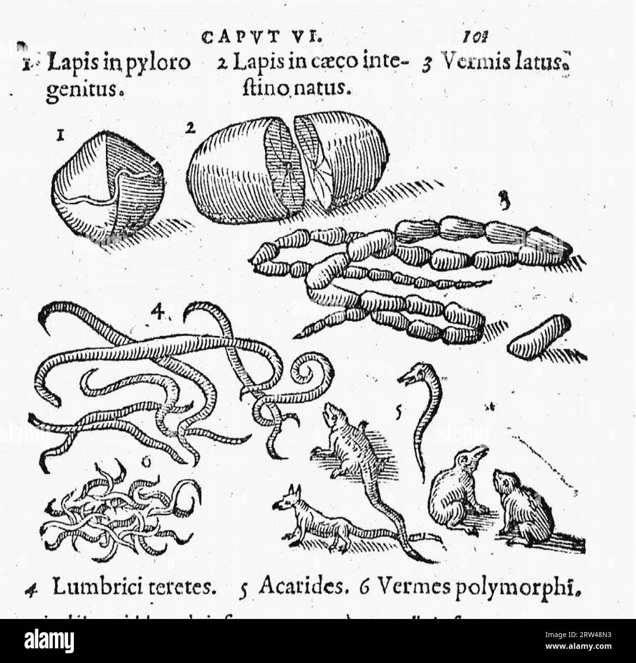 De naturae diuinis charactermis seu Raris et admirandis spectaculis, causis, indiciis, proprietatibus rerum in partibus singulis universi, libri II Banque D'Images