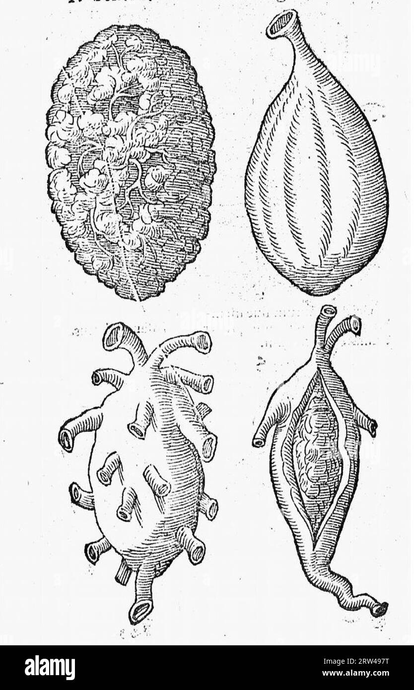 De naturae diuinis charactermis seu Raris et admirandis spectaculis, causis, indiciis, proprietatibus rerum in partibus singulis universi, libri II Banque D'Images