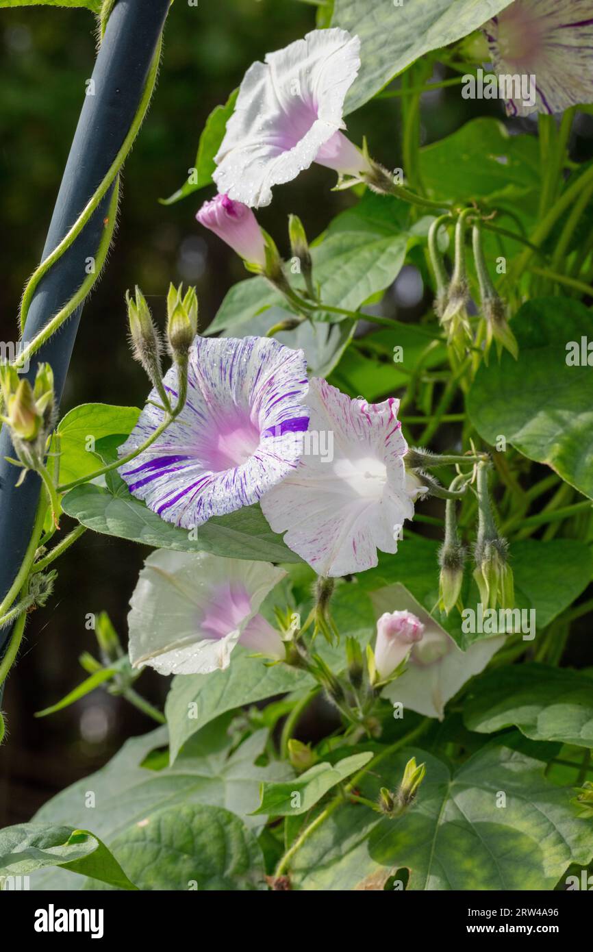 'Carnevale di Venezia' gloire matinale commune, Purpurvinda (Ipomoea purpurea) Banque D'Images