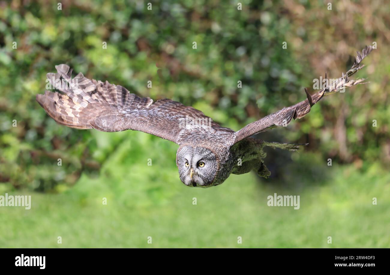 Great Grey Owl volant dans la forêt, Québec, Canada Banque D'Images