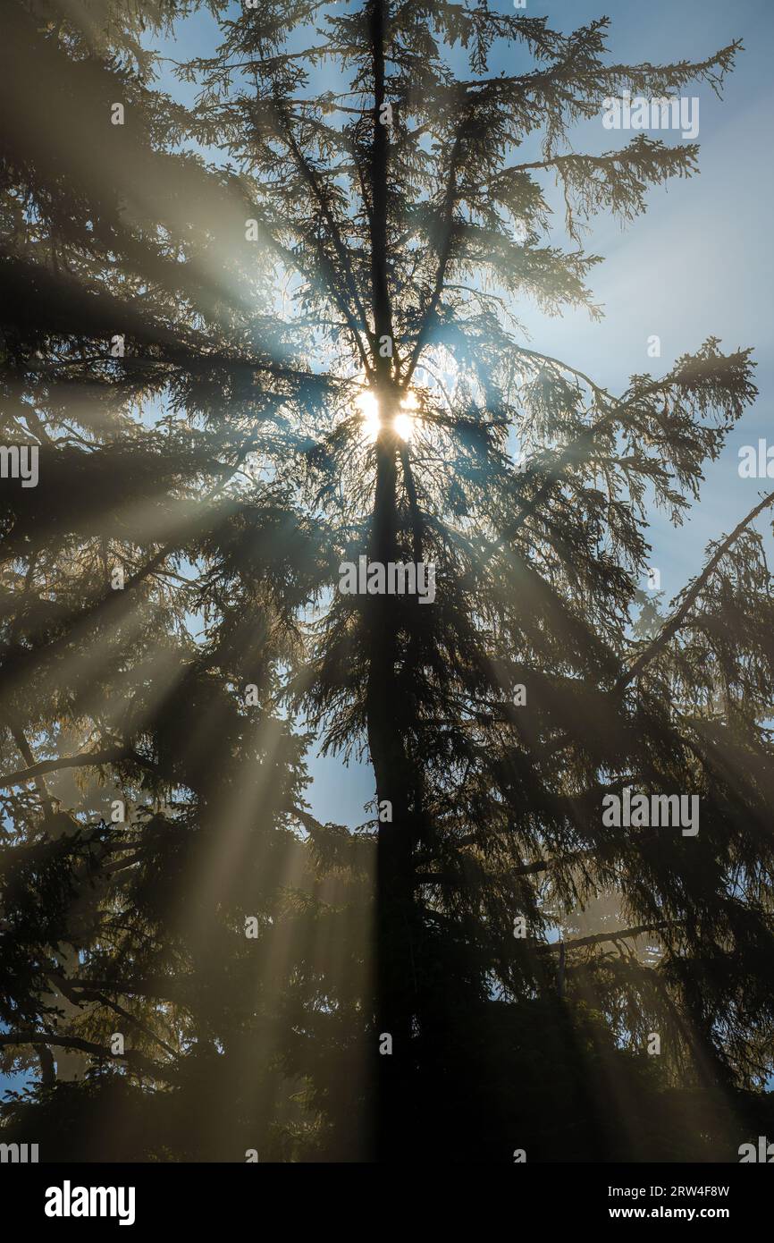 Rayon de soleil avec des rayons de lumière magique derrière un cèdre rouge de l'Ouest (Thuja plicata), Tofino, Île de Vancouver, Canada. Banque D'Images
