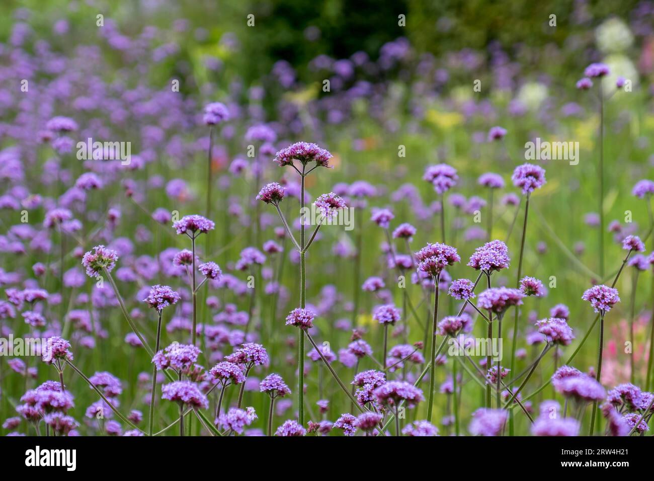 Purpletop verveine (Verbena bonariensis) Banque D'Images