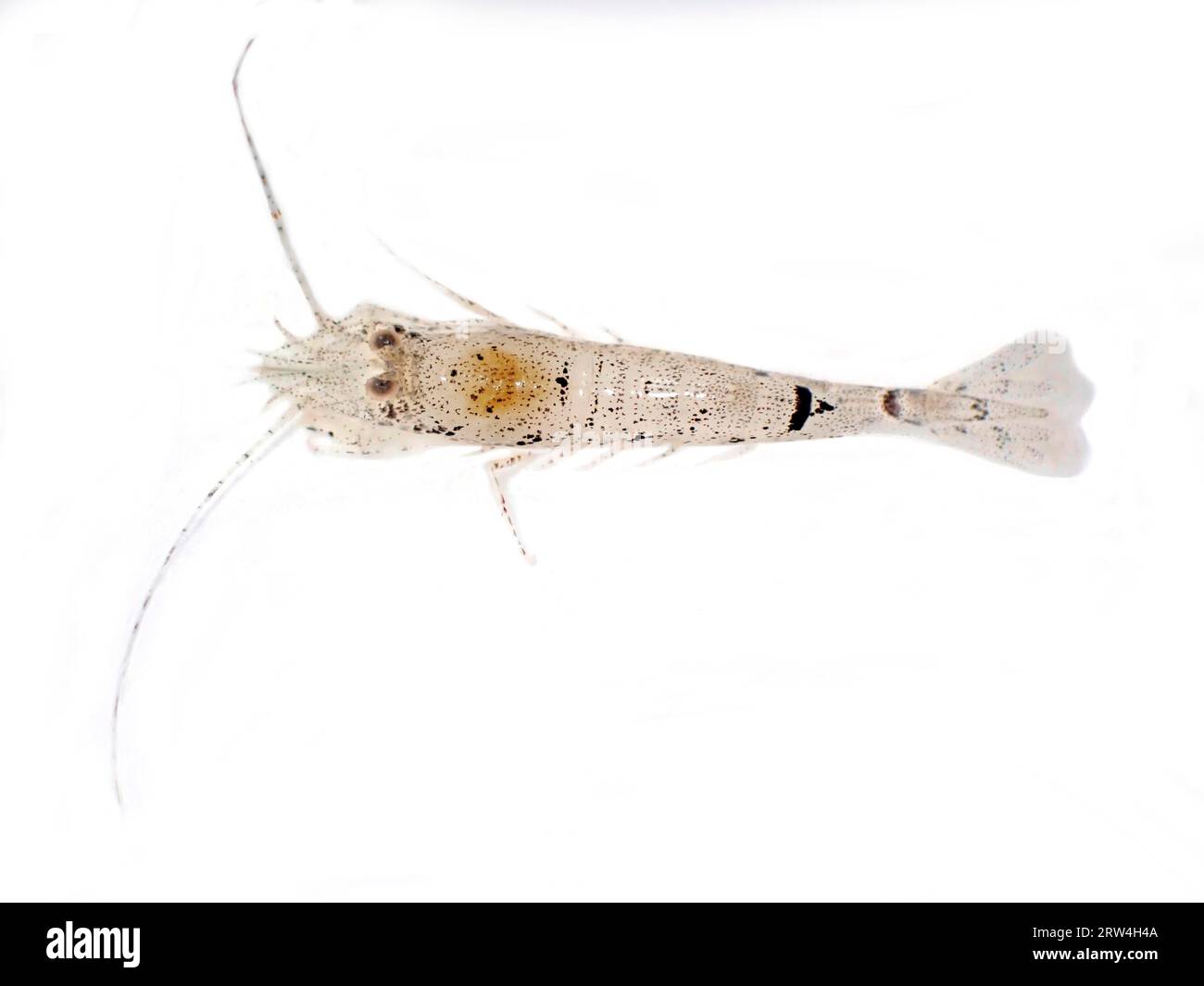 Crevette de la mer du Nord (Crangon crangon), exemptée, Mer des Wadden, Parc national, site du patrimoine mondial de l'UNESCO, Suederdeich, Vollerwiek, Toenning, Frise du Nord Banque D'Images