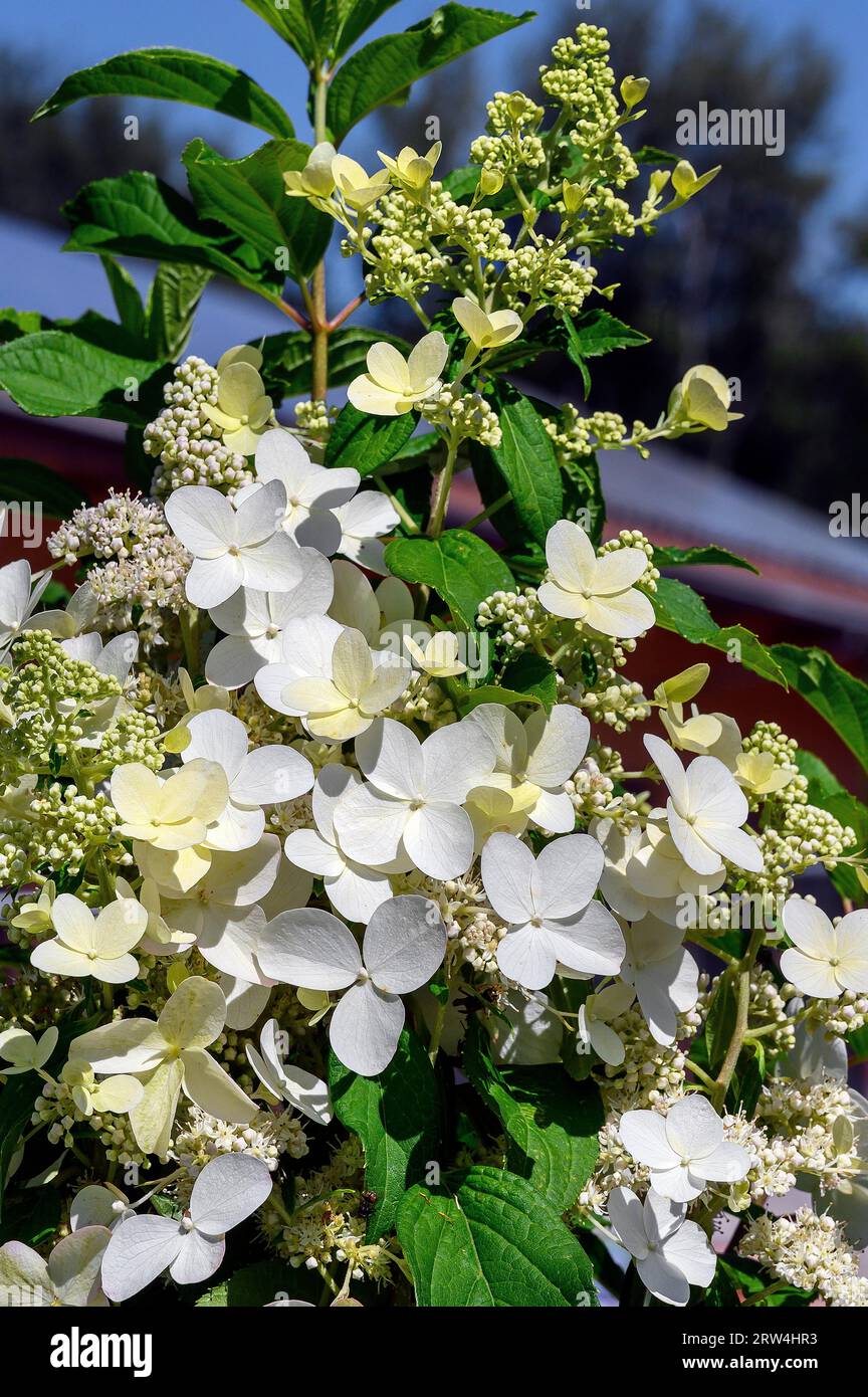 Panicule hortensia (Hydrangea paniculata), dans un centre de jardinage, Allgaeu, Bavière, Allemagne Banque D'Images