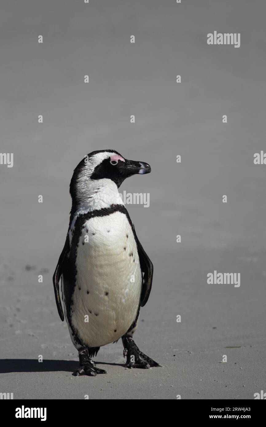 Un pingouin africain (Spheniscus demersus) sur la plage de Boulders Beach, près de Simons Town sur la péninsule du Cap, en Afrique du Sud. C'est le site de One Banque D'Images