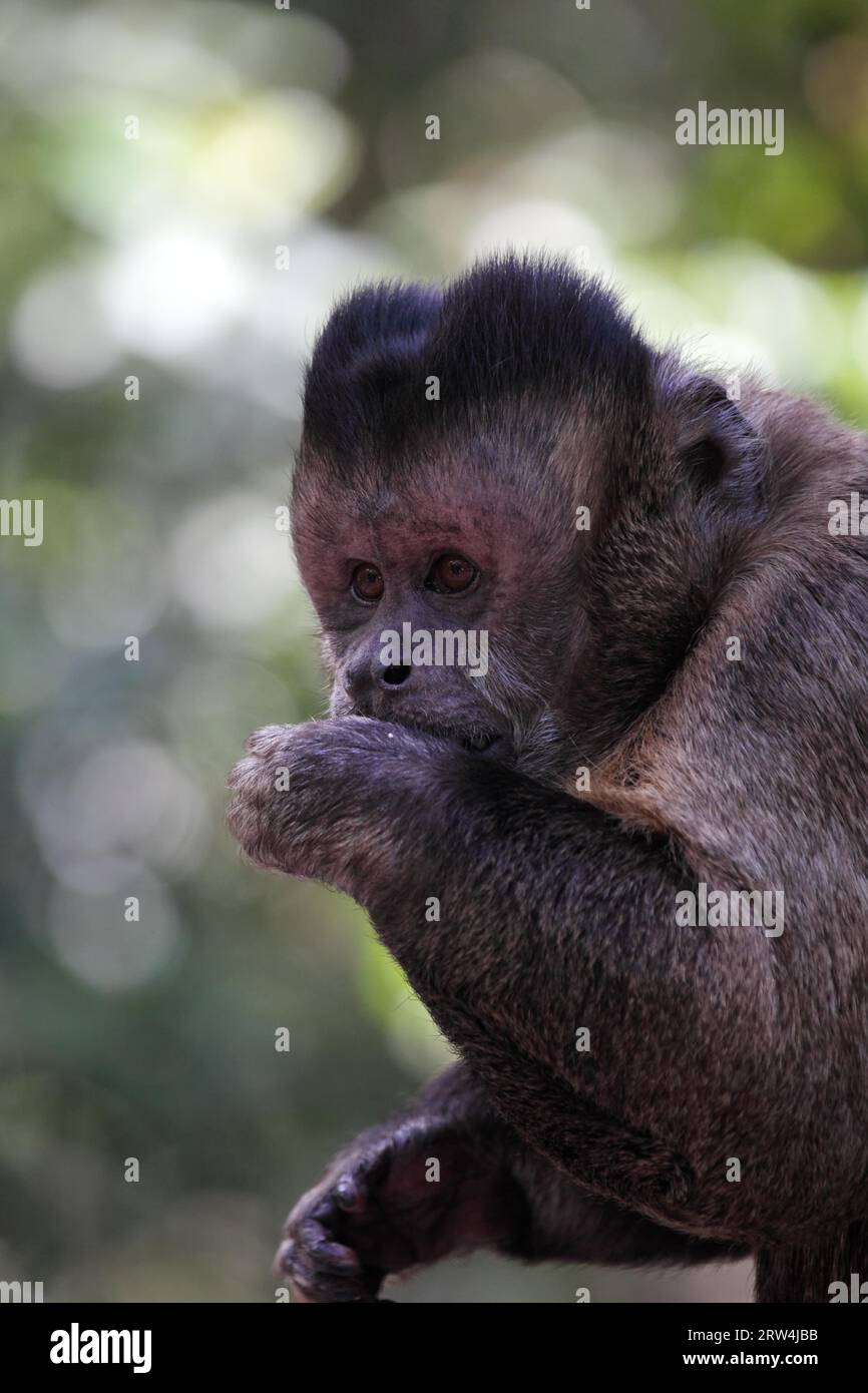 Le capucin touffeté (Cebus apella) mange des fruits Banque D'Images