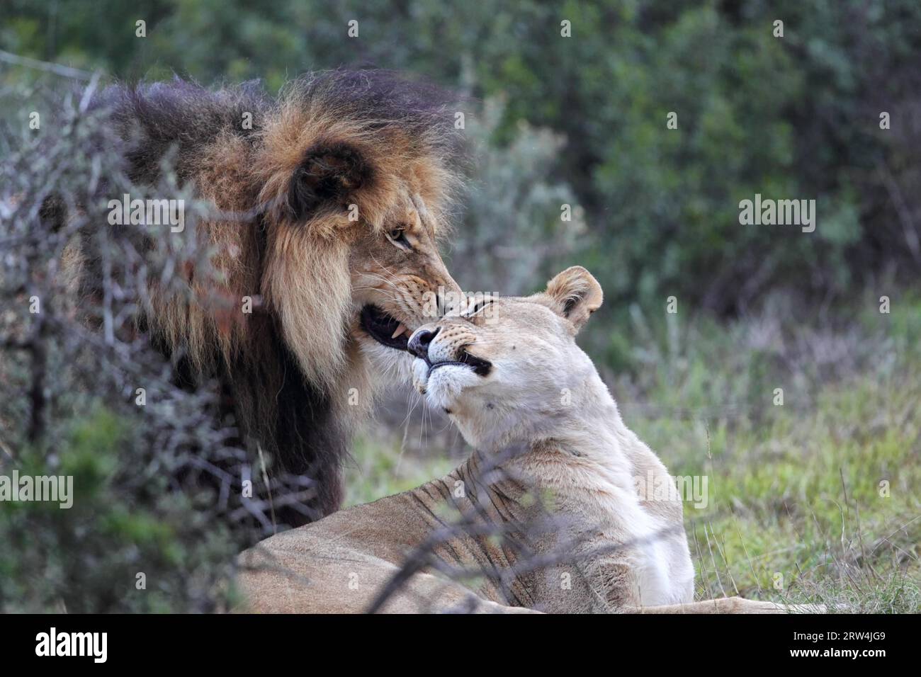 Paire de lions dans la réserve faunique d'Amakhala, Cap oriental, Afrique du Sud Banque D'Images