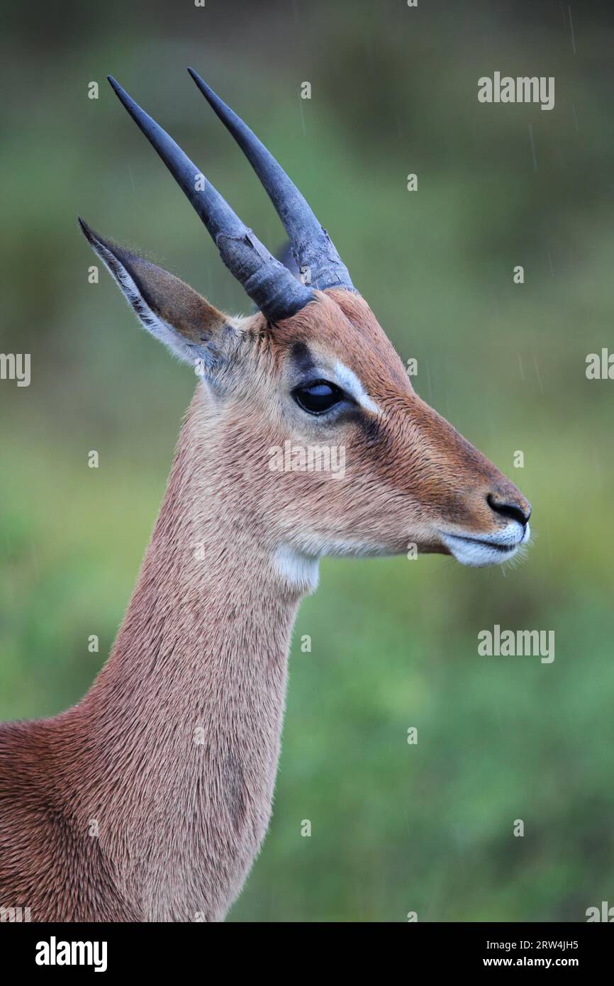 Portrait d'un jeune impala mâle (Aepyceros melampus) dans la réserve animalière d'Amakhala, Cap oriental, Afrique du Sud. Gros plan d'un jeune impala mâle Banque D'Images