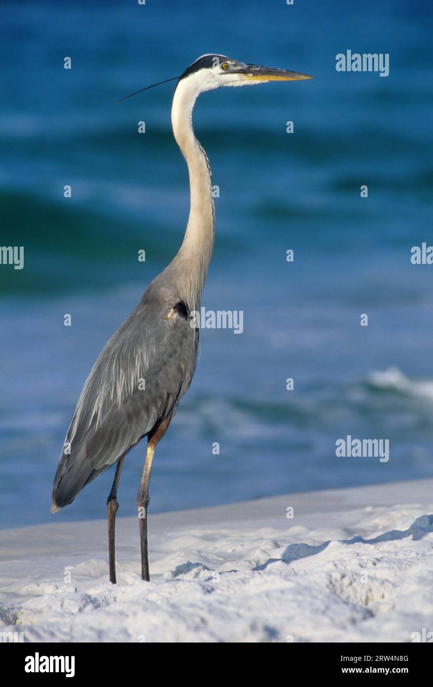 Grand héron bleu, Gulf Islands National Seashore, Floride Banque D'Images