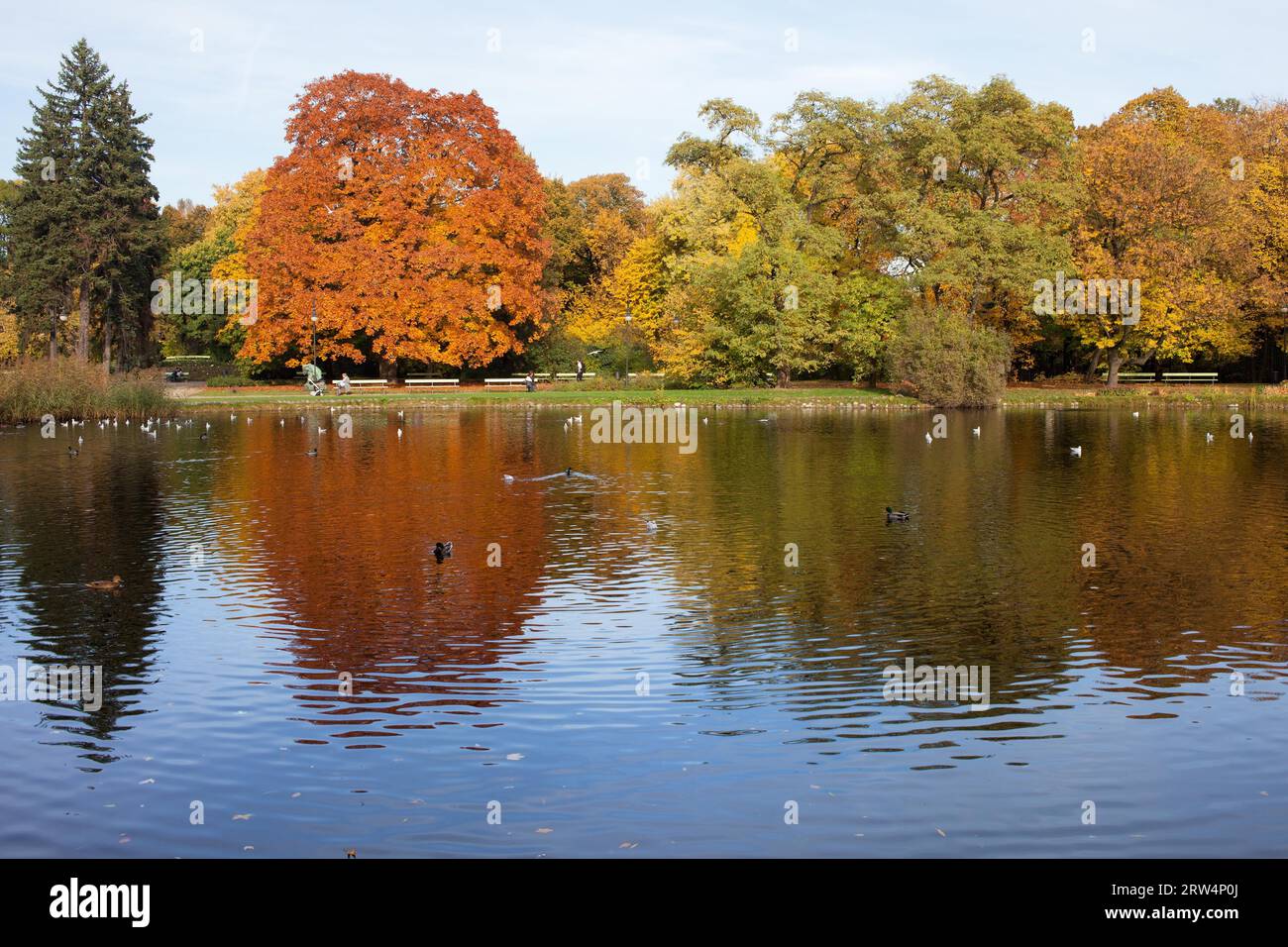 Lac et arbres d'automne avec reflets sur l'eau dans le parc Ujazdowski, centre-ville de Varsovie, Pologne Banque D'Images
