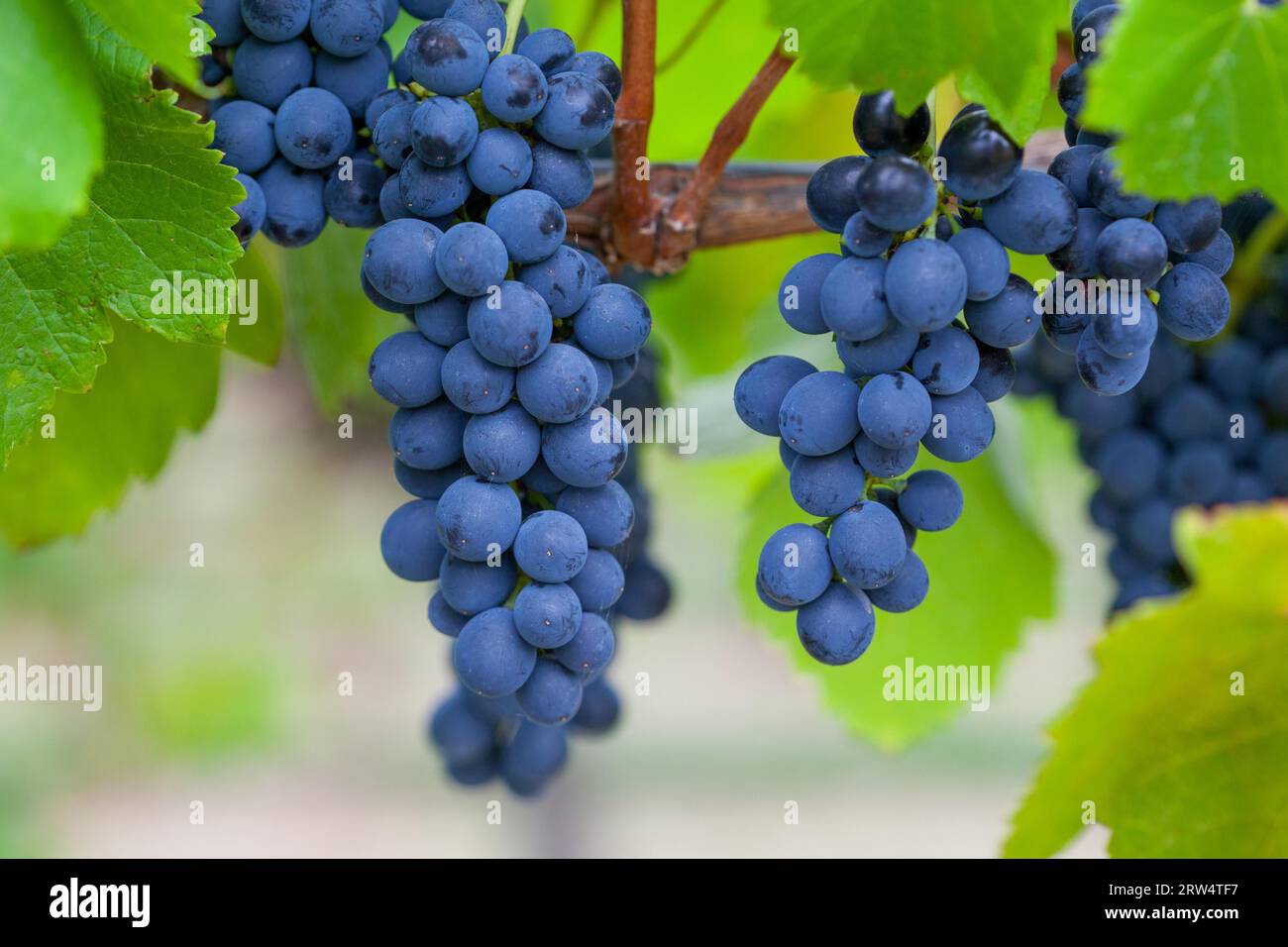 À la fin de la récolte des raisins dans un vignoble dans la vallée de Yarra, Australie Banque D'Images