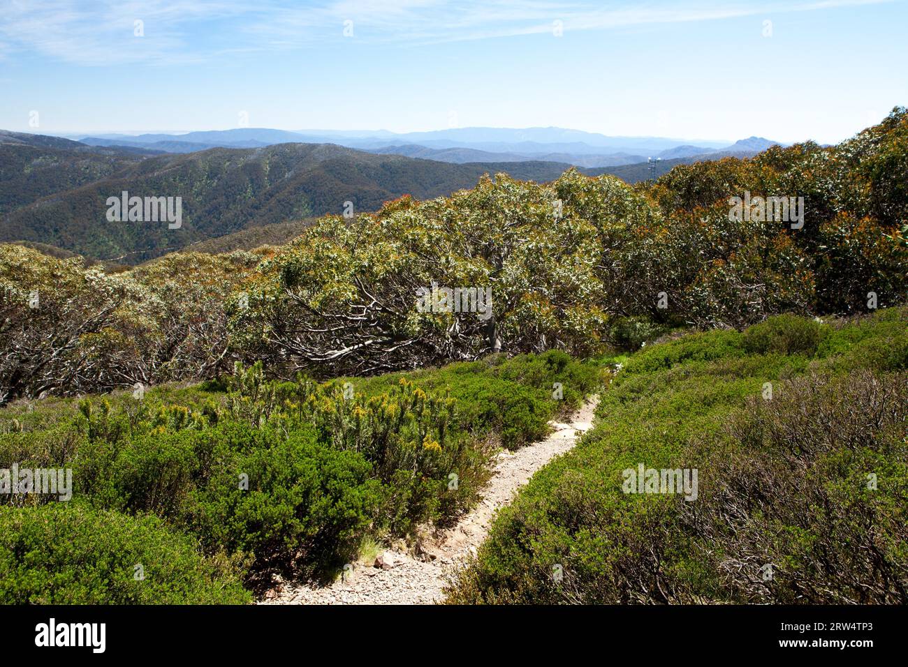 Le sentier au sommet du Mt Buller sur une chaude journée d'été à Victoria's High Country, Australie Banque D'Images