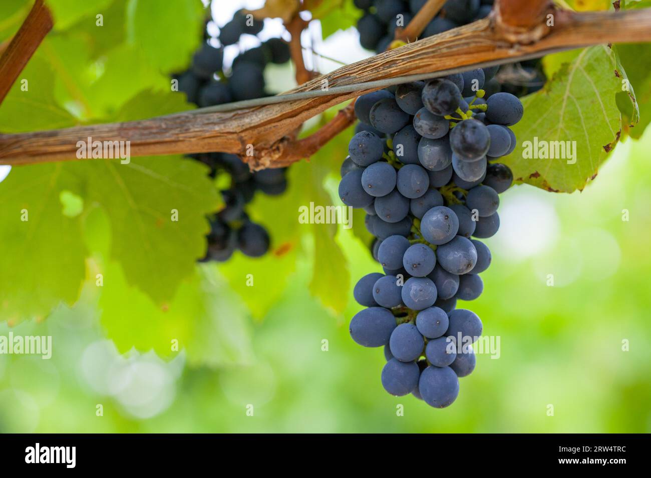 À la fin de la récolte des raisins dans un vignoble dans la vallée de Yarra, Australie Banque D'Images