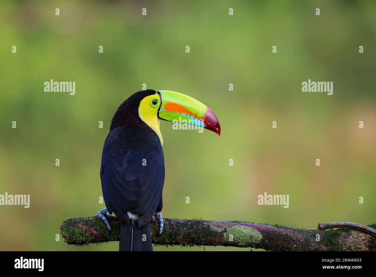 Toucan à carène au Costa Rica Banque D'Images