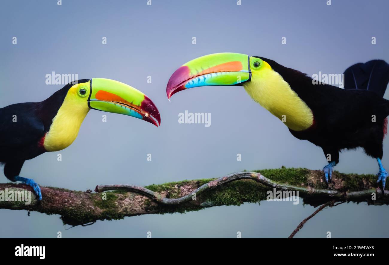 Un jeune toucan arc-en-ciel nourri Banque D'Images