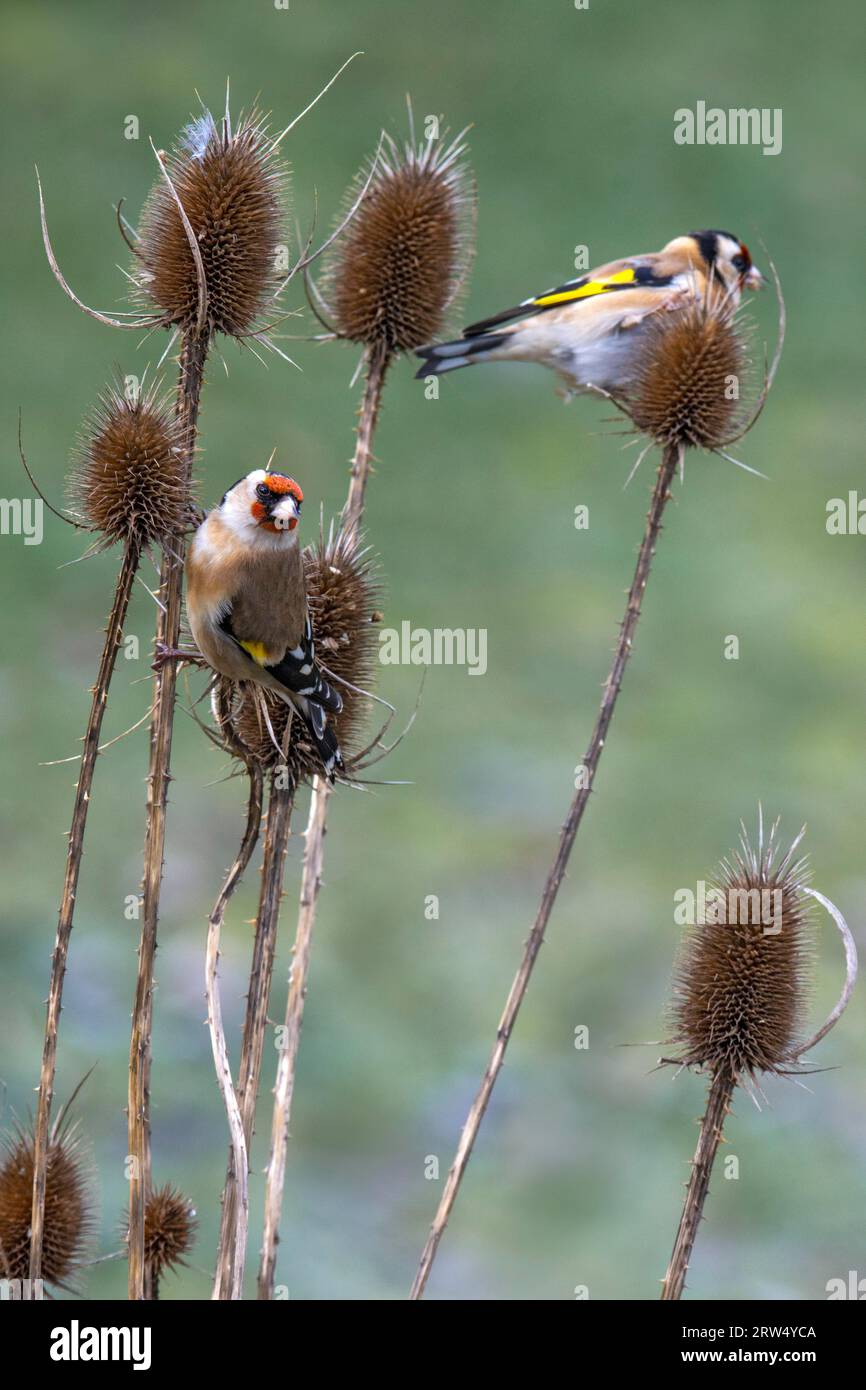 2 Finlandais européens (Carduelis carduelis), assis sur un Wild card, Tyrol, Autriche Banque D'Images