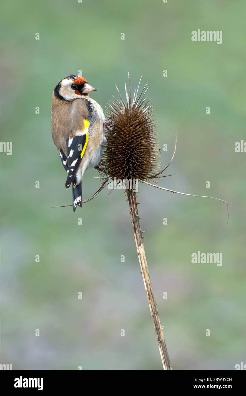 Finch européen (Carduelis carduelis), assis sur un Wild card, Tyrol, Autriche Banque D'Images